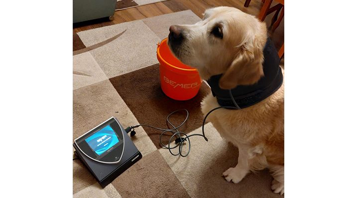 12 éves Golden retriever csodálatos gyógyulása BEMER terápiával!