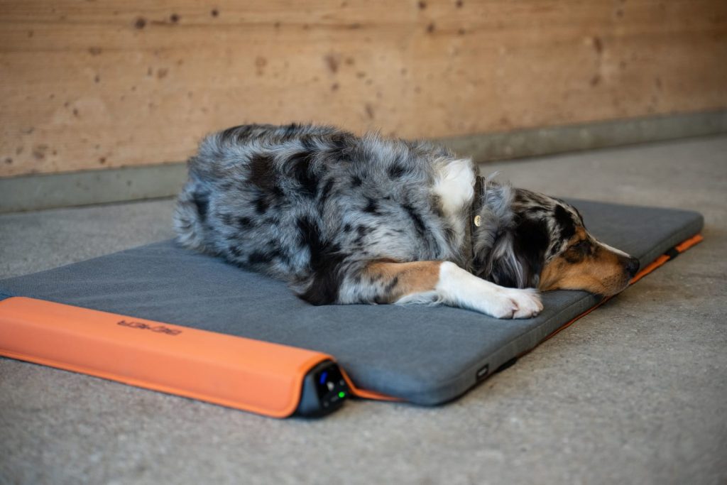 BEMER Dog szett – kutya pihen a BEMER Dog kezelőmatracon